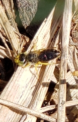 Calliopsis andreniformis