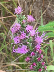 Liatris acidota
