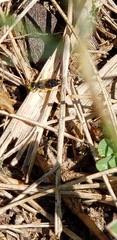 Calliopsis andreniformis