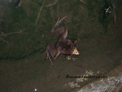 Microhyla achatina