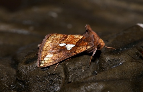 Putnam's Looper Moth photo 4