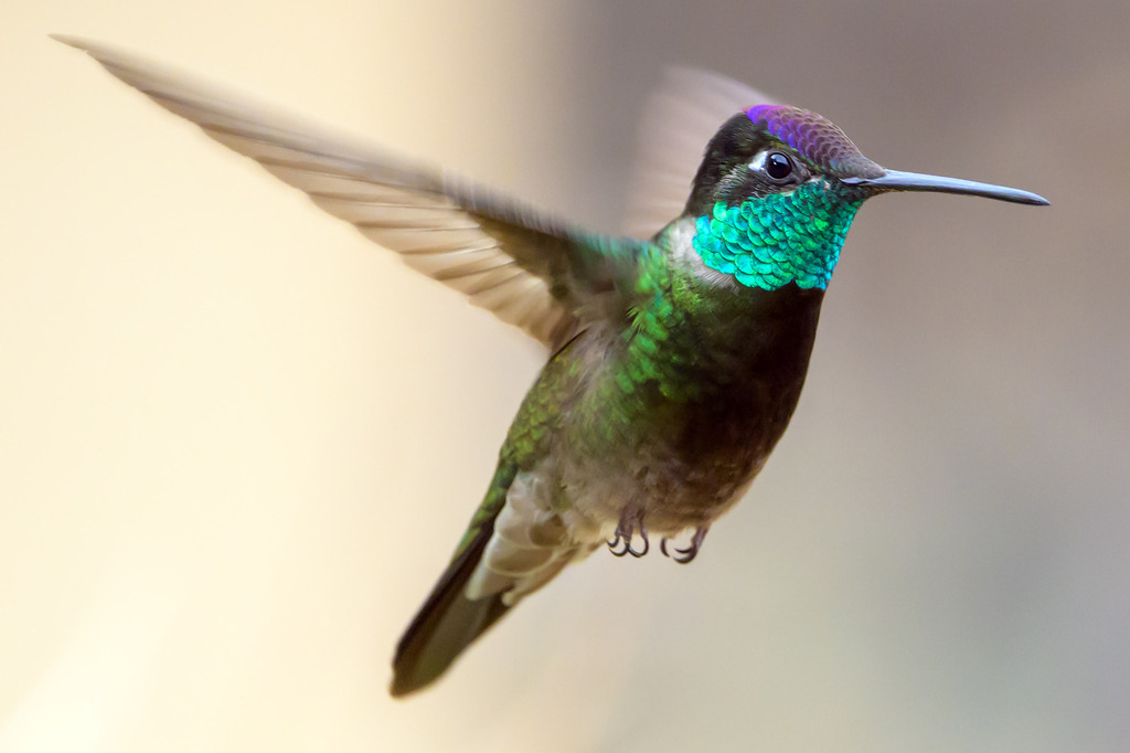 Magnificent Hummingbird