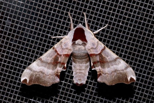 Twin-spotted Sphinx