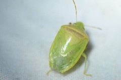 Piezodorus guildinii