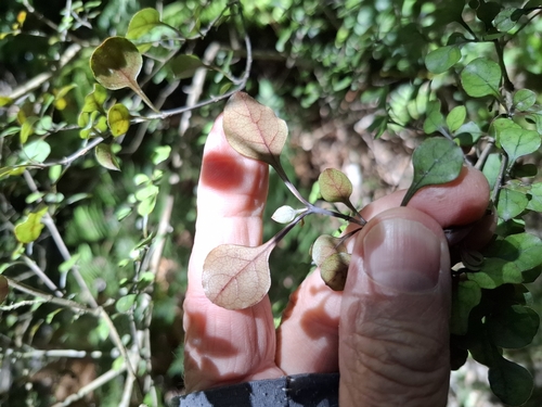 Image of Coprosma arborea by no rights reserved