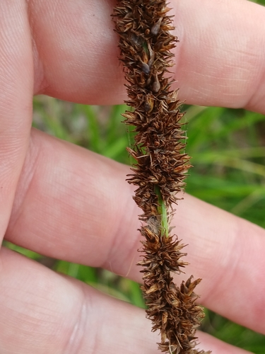 Image of Carex appressa by (c) Leon Perrie, some rights reserved (CC BY)