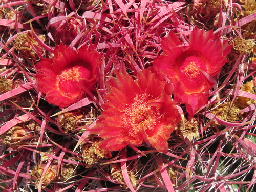 Fire Barrel Cactus