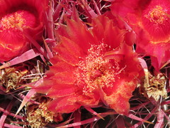 Ferocactus gracilis gracilis