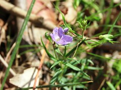 Veronica gracilis, photograph Elspeth Swan, CC BY, iNaturalist via GBIF