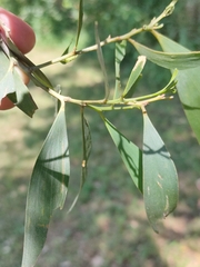 Hickory Wattle (Acacia disparrima)