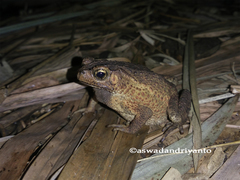 Ingerophrynus biporcatus