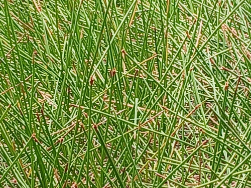 Image of Eleocharis sphacelata by (c) Leon Perrie, some rights reserved (CC BY)