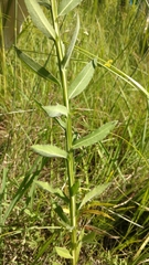 Helenium autumnale