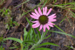 Echinacea tennesseensis