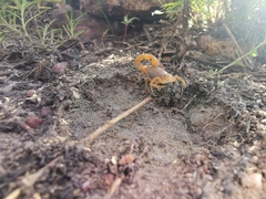 Parabuthus planicauda