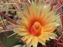 Ferocactus emoryi rectispinus