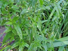 Podosphaera epilobii