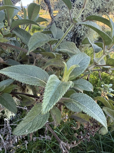 Phyllostegia velutina observed 2024-12-27