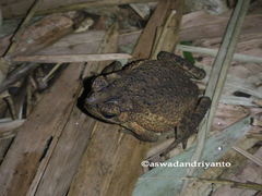 Ingerophrynus biporcatus