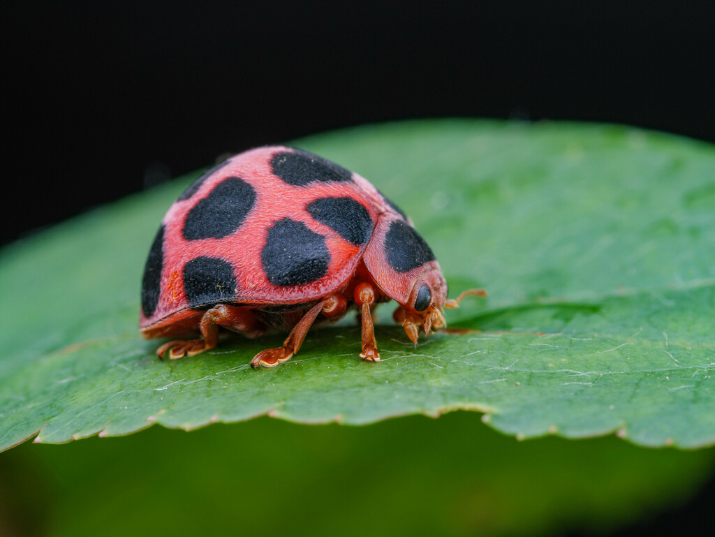 Diekeana insignis