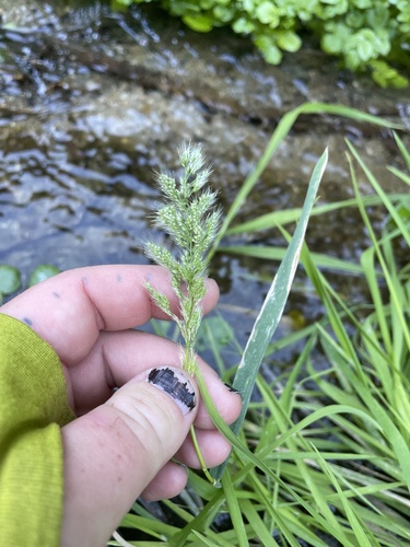 ditch beard grass (Polypogon interruptus)