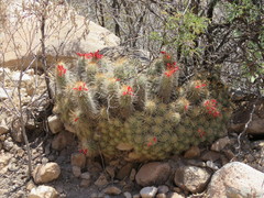 Mammillaria pondii  iNaturalist