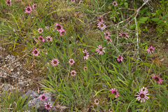 Echinacea tennesseensis