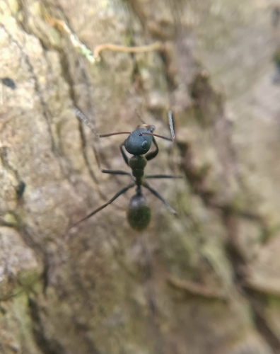 Camponotus benguetensisCamponotus benguetensis
