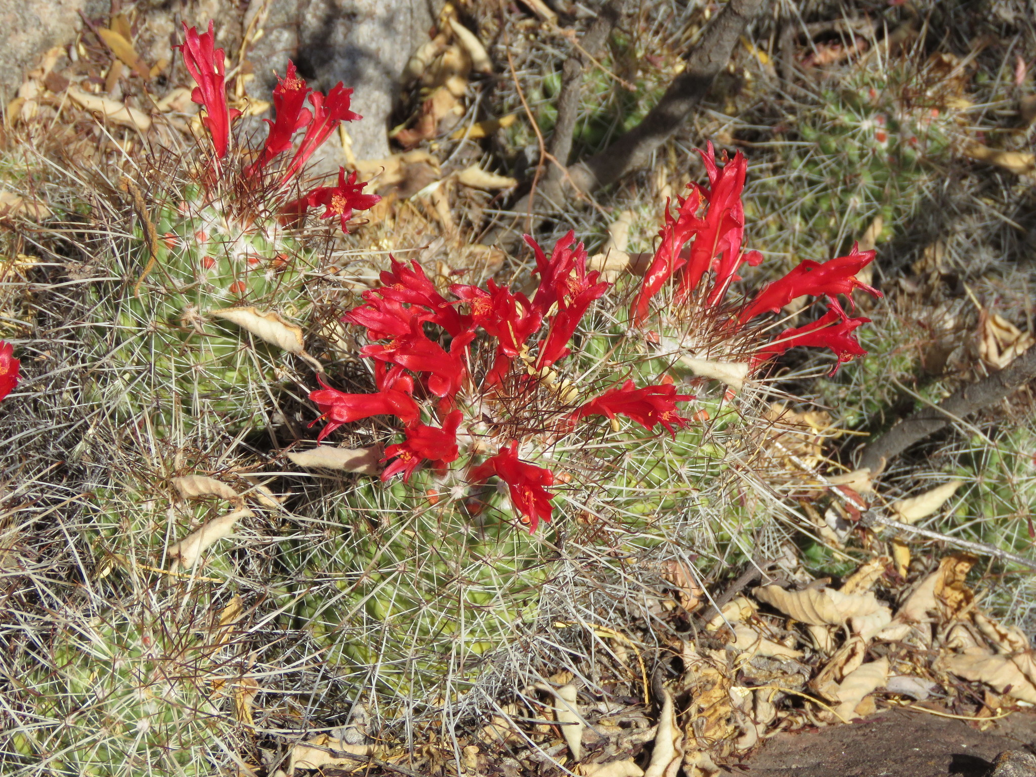 Mammillaria pondii  iNaturalist