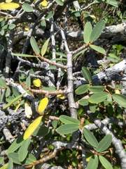 Euphorbia celastroides kaenana