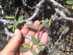 Euphorbia celastroides kaenana