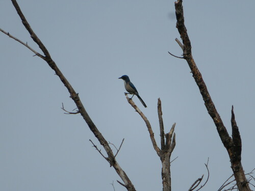 iNaturalist observation photo of California Scrub-Jay