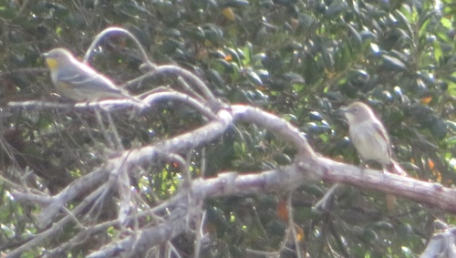 iNaturalist observation photo of Yellow-rumped Warbler