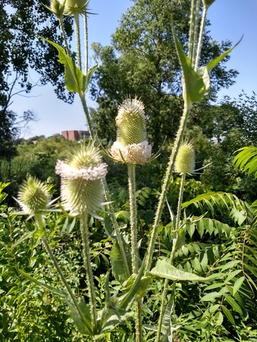 cutleaf teasel