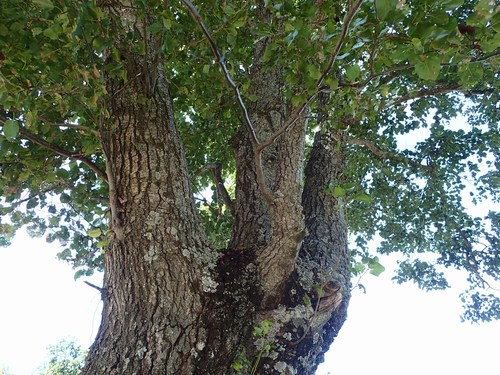 Italian alder