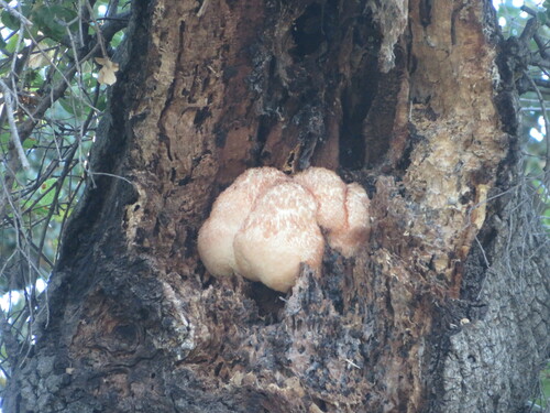 iNaturalist observation photo of lion's-mane mushroom