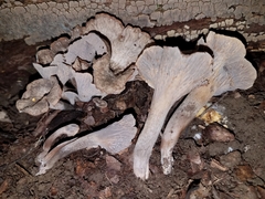 Craterellus foetidus