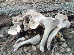 Craterellus foetidus