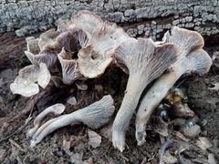 Craterellus foetidus