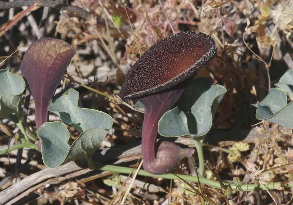Aristolochia marinae
