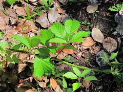 Rubus cissburiensis