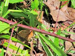 Rubus cissburiensis