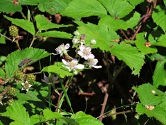 Rubus cissburiensis