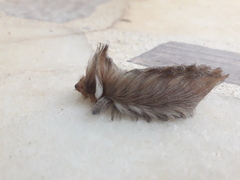 Megalopyge albicollis