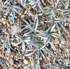 Raillardella argentea