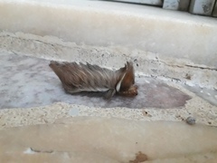 Megalopyge albicollis