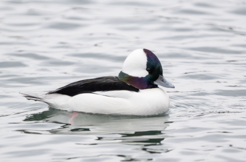 Porrón albeola (Bucephala albeola)