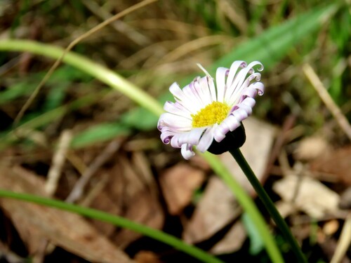 Image of Brachyscome decipiens by (c) Elspeth Swan, some rights reserved (CC BY)