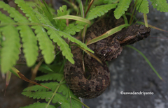 Craspedocephalus puniceus