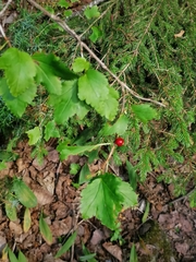 Ribes alpinum